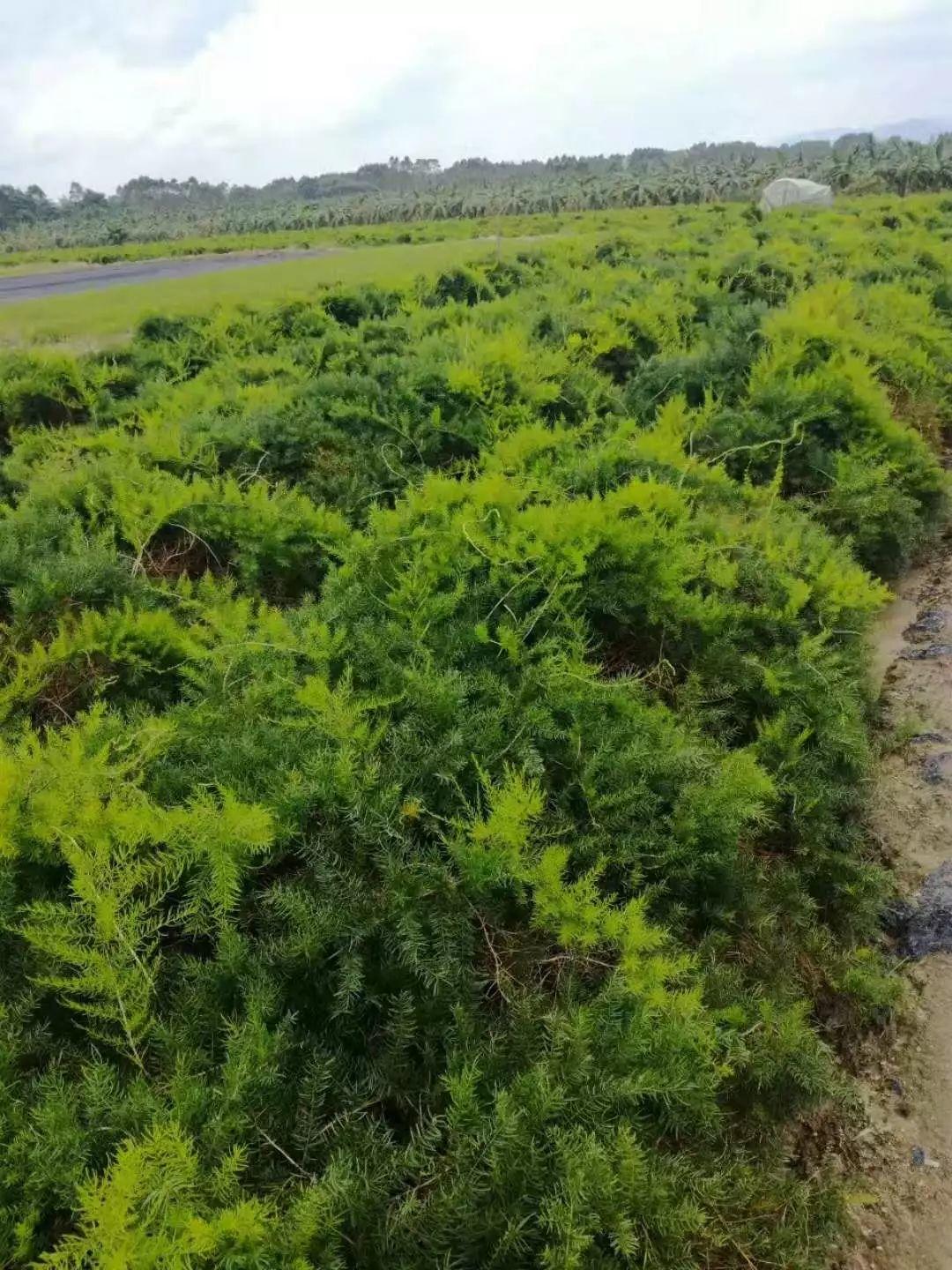 營(yíng)養(yǎng)生長(zhǎng)素用在藥材，蔬菜，水果的用法和用量大全